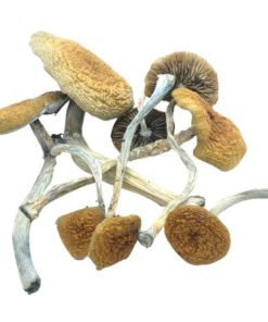 Mazatapec Zauberpilze Wirkung und Infos