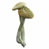 Psilocybe Azurescens Zauberpilze Wirkung und Infos