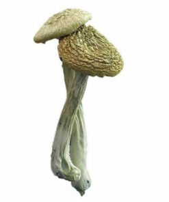 Psilocybe Azurescens Zauberpilze Wirkung und Infos