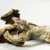 Psilocybe Cubensis Zauberpilze Wirkung und Infos