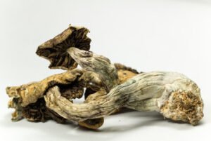 Psilocybe Cubensis Zauberpilze Wirkung und Infos