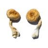 Cambodian Gold Magic Mushrooms Wirkung