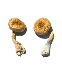 Cambodian Gold Magic Mushrooms Wirkung