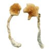 Costa Rican Blue Magic Mushrooms Wirkung einfach erklärt: Erfahre alles über Effekte, Eigenschaften und wichtige Infos klar und verständlich.