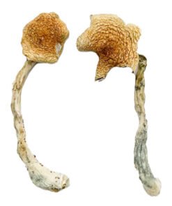 Costa Rican Blue Magic Mushrooms Wirkung einfach erklärt: Erfahre alles über Effekte, Eigenschaften und wichtige Infos klar und verständlich.