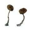 Costa Rican Magic Mushrooms Wirkung – Infos & Eigenschaften