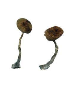 Costa Rican Magic Mushrooms Wirkung – Infos & Eigenschaften
