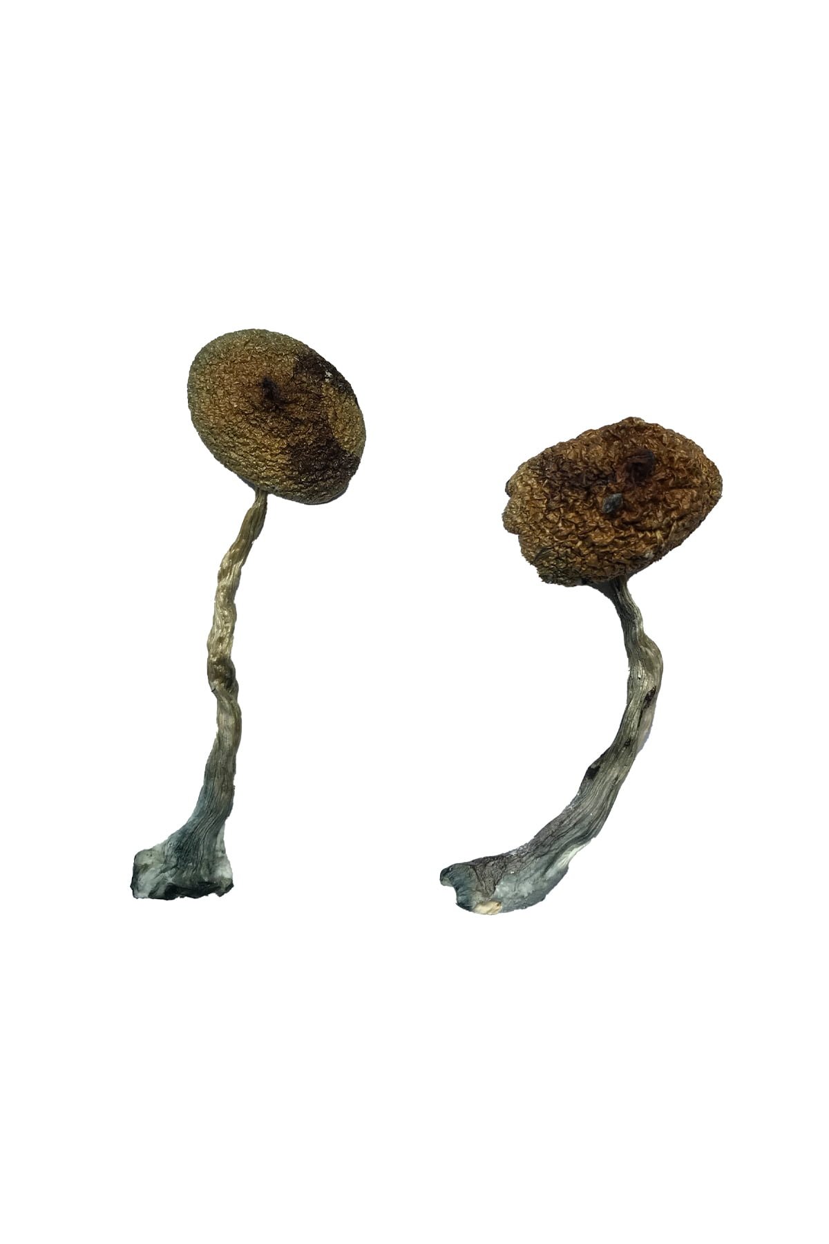 Costa Rican Magic Mushrooms Wirkung – Infos & Eigenschaften