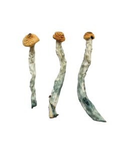 Creeper Magic Mushrooms Wirkung – Infos & Eigenschaften