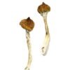 Dancing Tiger Magic Mushrooms Wirkung – Infos & Eigenschaften