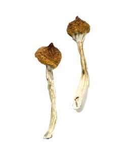 Dancing Tiger Magic Mushrooms Wirkung – Infos & Eigenschaften