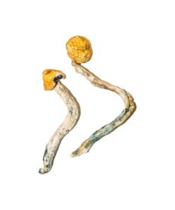 Ecuadorian Magic Mushrooms Wirkung – Infos & Eigenschaften
