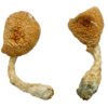 Entheogen Explosion Magic Mushrooms Wirkung – Infos & Stärke
