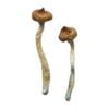 Escondido Magic Mushrooms Wirkung – Infos & Eigenschaften