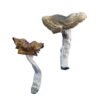 Florida White F+ Magic Mushrooms Wirkung – Infos & Eigenschaften