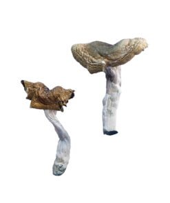 Florida White F+ Magic Mushrooms Wirkung – Infos & Eigenschaften