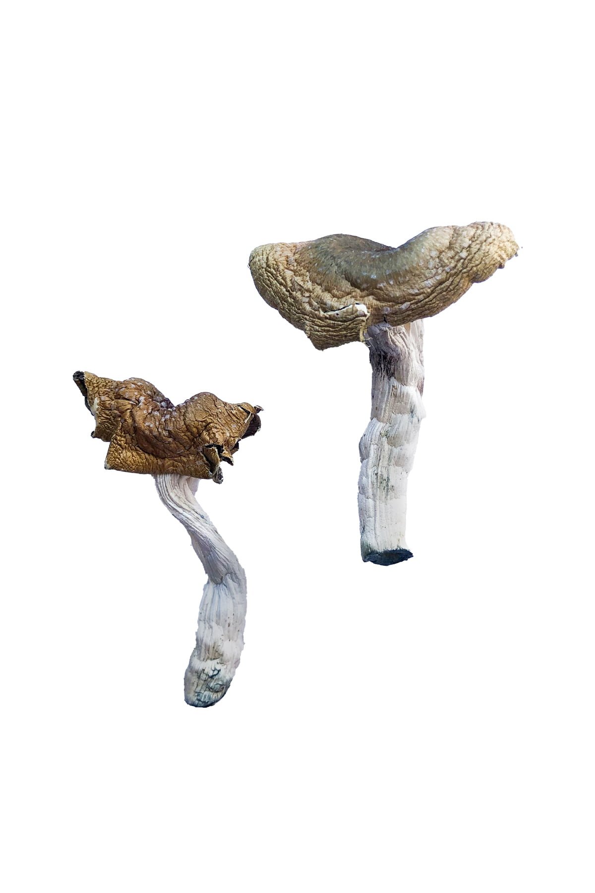 Florida White F+ Magic Mushrooms Wirkung – Infos & Eigenschaften