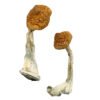 Ghelga Magic Mushrooms Wirkung – Infos & Eigenschaften
