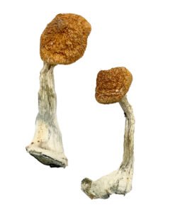 Ghelga Magic Mushrooms Wirkung – Infos & Eigenschaften