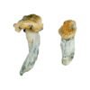 Gold-Member Magic Mushrooms Wirkung – Infos & Eigenschaften