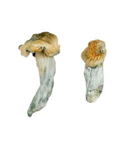 Gold-Member Magic Mushrooms Wirkung – Infos & Eigenschaften