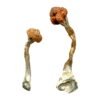 Golden Emperor Magic Mushrooms Wirkung – Infos & Eigenschafte