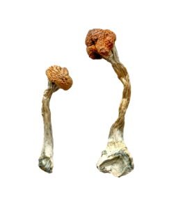Golden Emperor Magic Mushrooms Wirkung – Infos & Eigenschafte