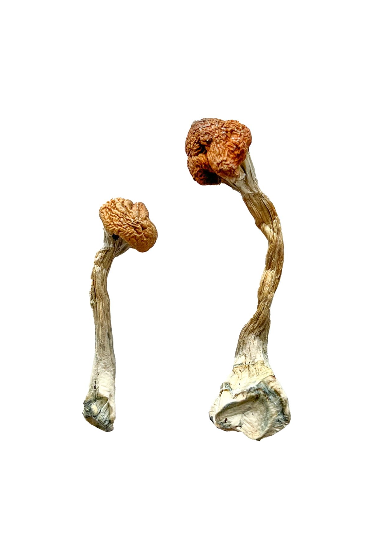 Golden Emperor Magic Mushrooms Wirkung – Infos & Eigenschafte
