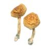 Golden Mammoth Magic Mushrooms Wirkung – Infos & Eigenschaften