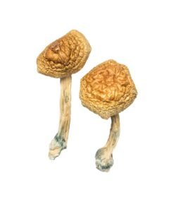 Golden Mammoth Magic Mushrooms Wirkung – Infos & Eigenschaften