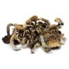 Golden Teacher Magic Trüffel – Wirkung, Herkunft & Infos