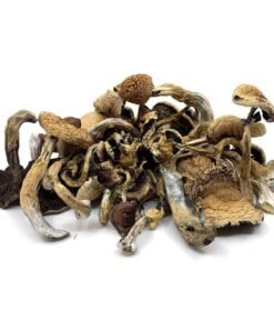Golden Teacher Magic Trüffel – Wirkung, Herkunft & Infos
