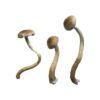 Golden Teacher Special Magic Mushrooms Wirkung – Infos