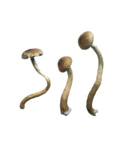 Golden Teacher Special Magic Mushrooms Wirkung – Infos