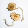 Golden Teachers Magic Mushrooms Wirkung – Infos & Eigenschaften
