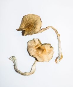 Golden Teachers Magic Mushrooms Wirkung – Infos & Eigenschaften