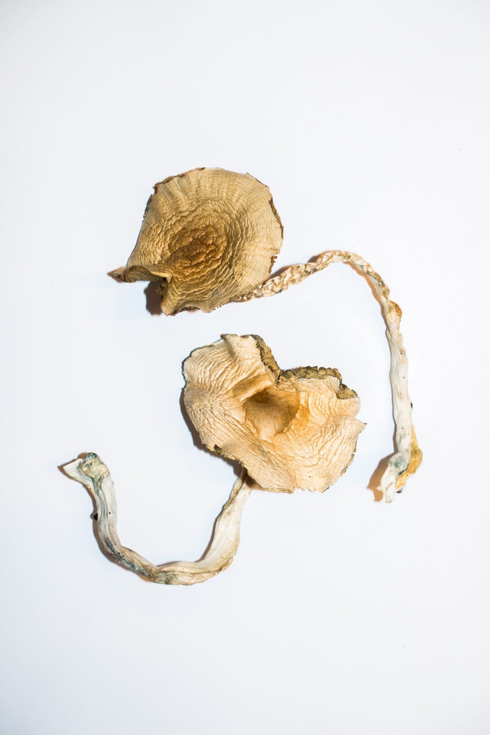 Golden Teachers Magic Mushrooms Wirkung – Infos & Eigenschaften