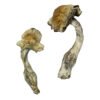 Gorlin Magic Mushrooms Wirkung – Infos & Eigenschaften