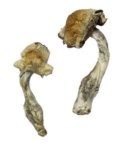 Gorlin Magic Mushrooms Wirkung – Infos & Eigenschaften