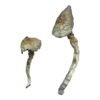 Great White Monster Magic Mushrooms Wirkung – Infos & Stärke