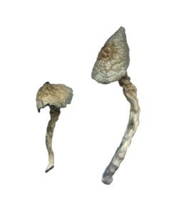 Great White Monster Magic Mushrooms Wirkung – Infos & Stärke