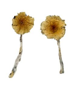 Guadalajara Mexico Magic Mushrooms Wirkung – Infos & Eigenschaften