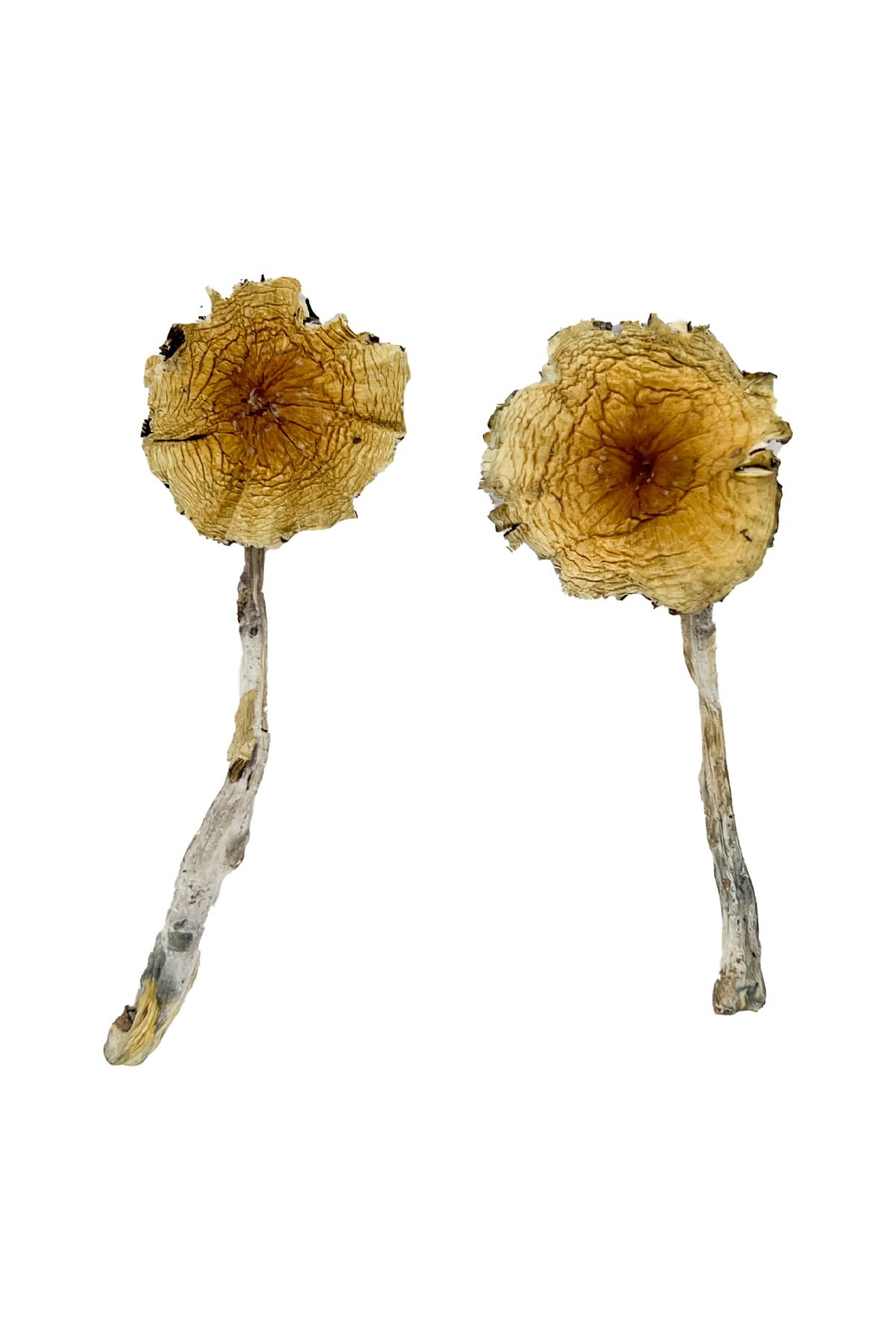 Guadalajara Mexico Magic Mushrooms Wirkung – Infos & Eigenschaften