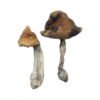 Hawaiian Magic Mushrooms Wirkung – Infos & Eigenschaften