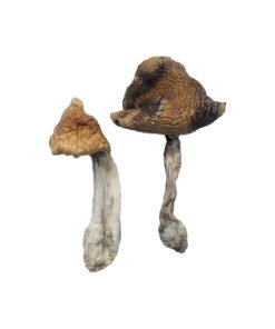Hawaiian Magic Mushrooms Wirkung – Infos & Eigenschaften