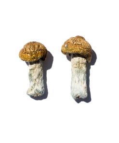 Hero Magic Mushrooms Wirkung – Infos & Stärke