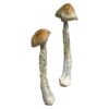 Huautla Magic Mushrooms Wirkung