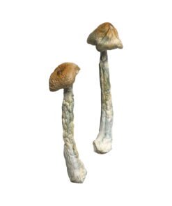 Huautla Magic Mushrooms Wirkung
