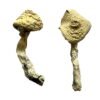 Jack Frost Magic Mushrooms Wirkung – Infos & Eigenschaften