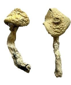 Jack Frost Magic Mushrooms Wirkung – Infos & Eigenschaften